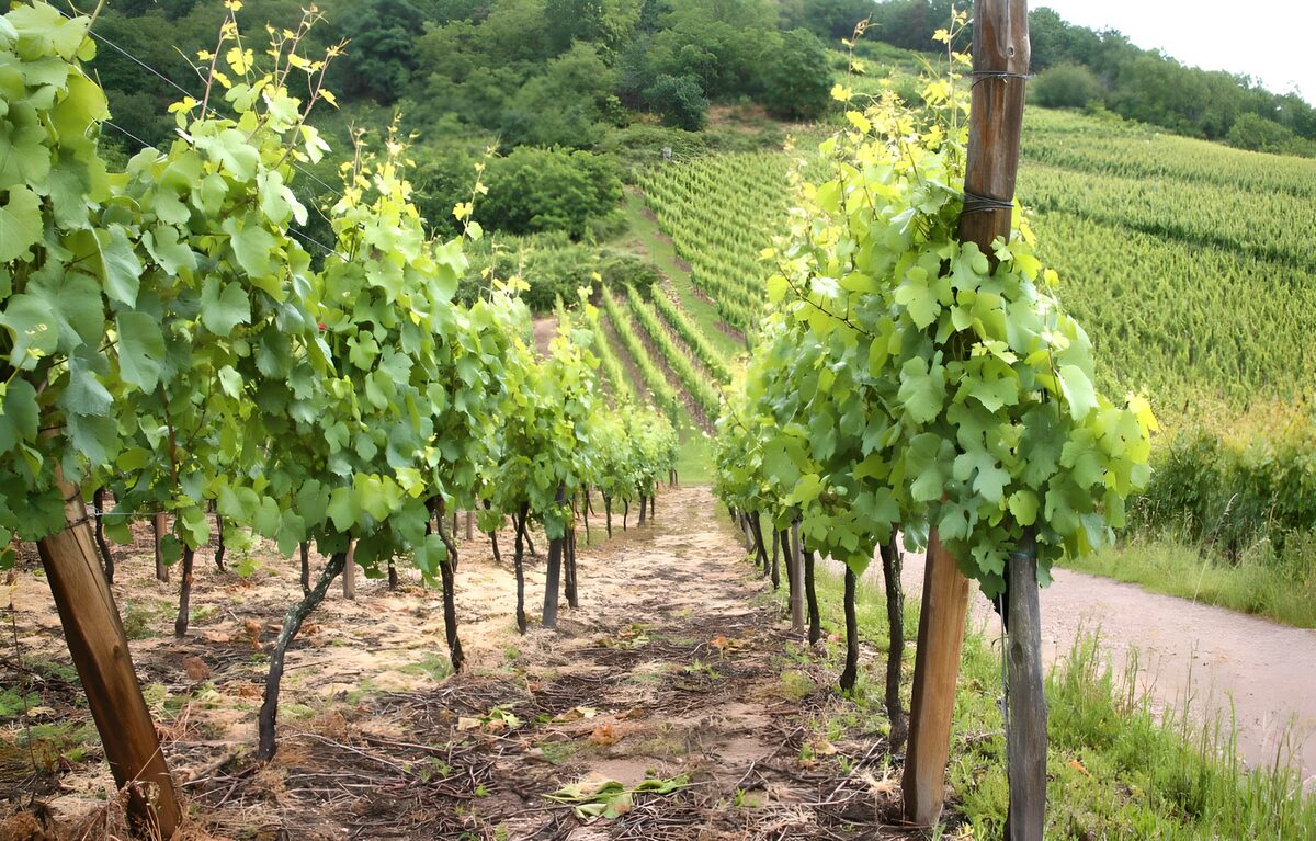 TPDE45163: Rebstöcke an einem Hang an der Mosel