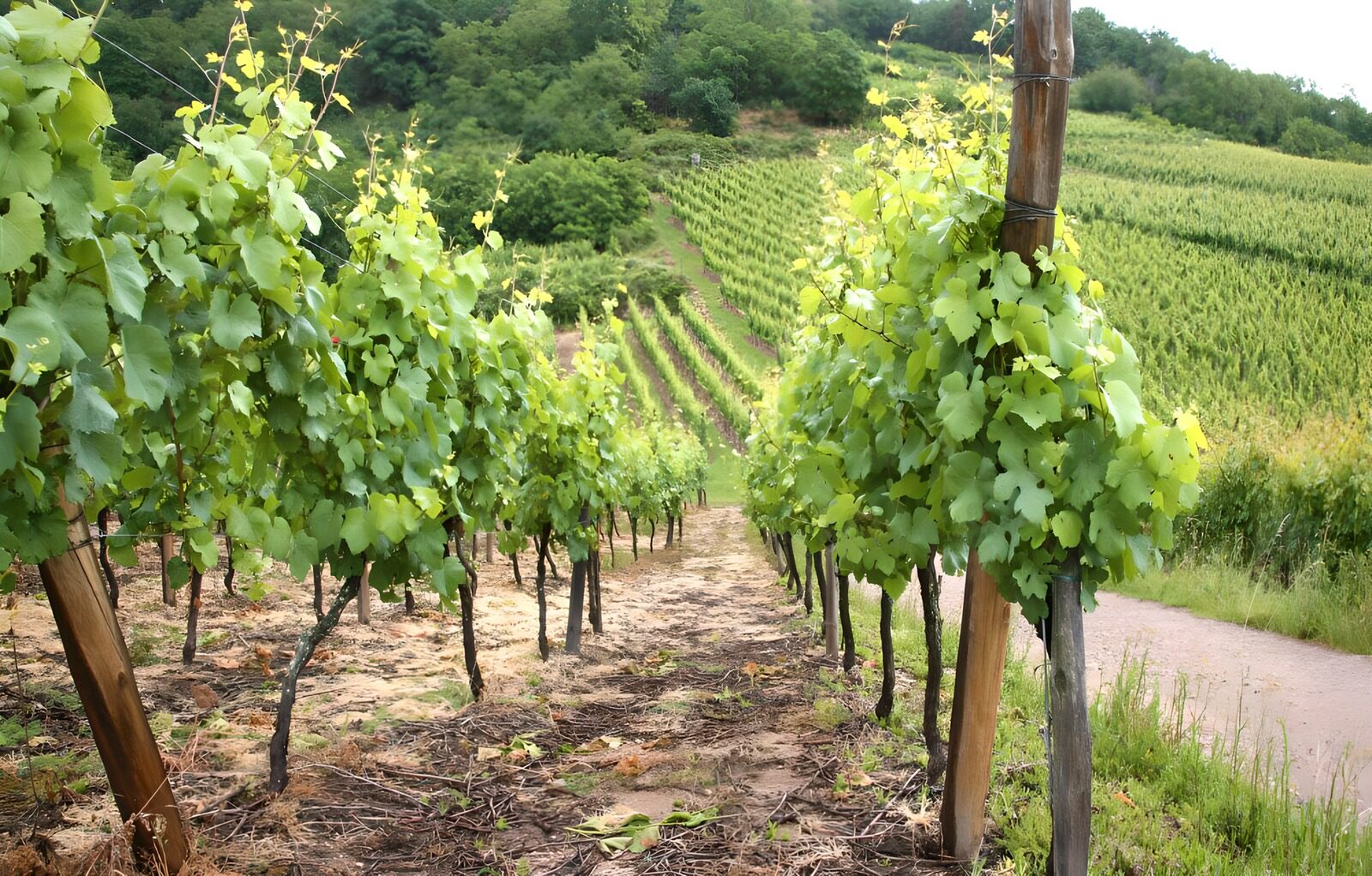 TPDE45163: Rebstöcke an einem Hang an der Mosel