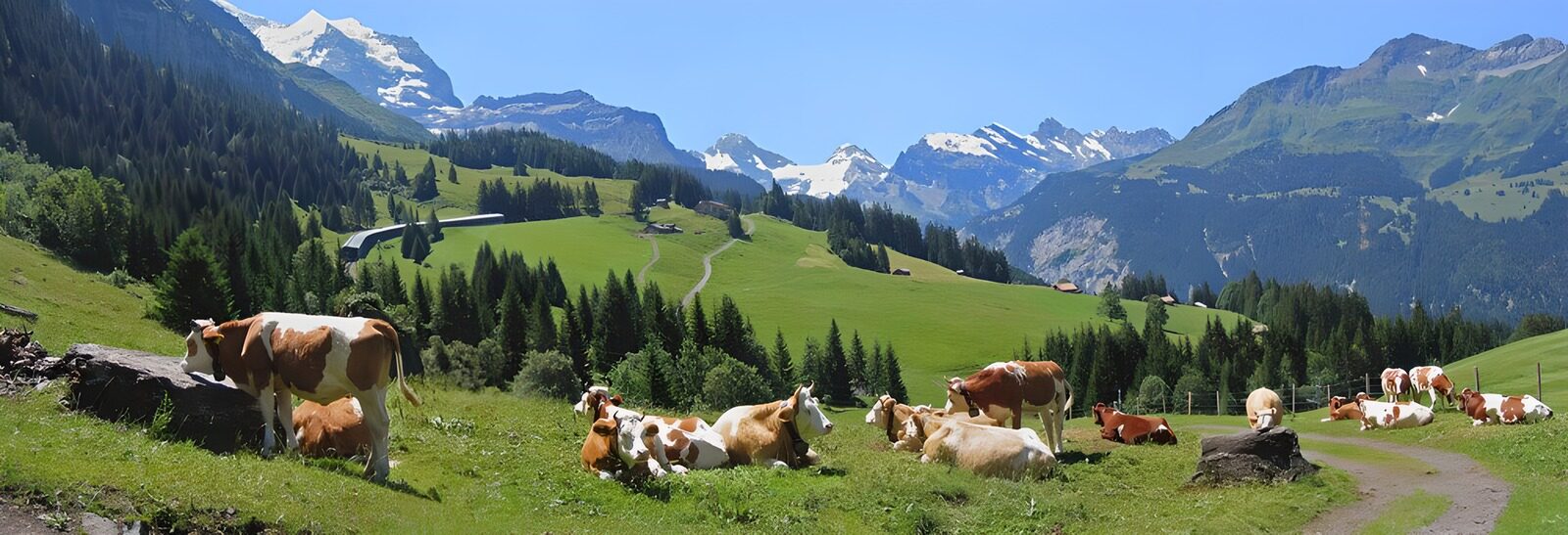TPDE92126: Rotbunte Kühe auf einer Almwiese mit Blick auf die verschneiten Alpen