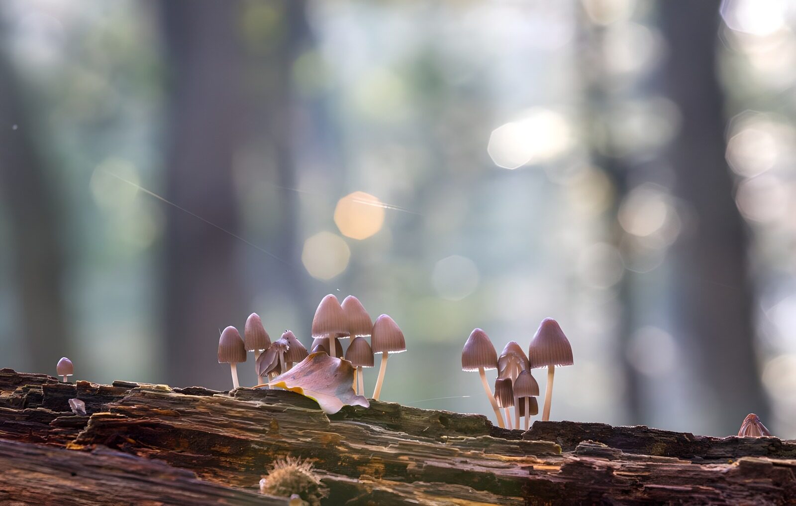 TPDE39528: graublättriger Rußhelmling auf totem Stamm