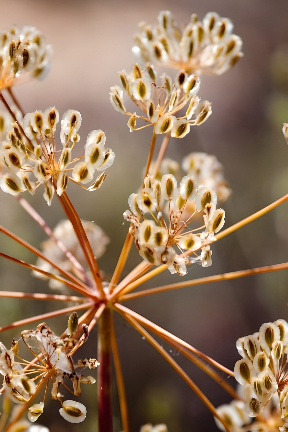 TPDE16821: Pusteblume im Winter