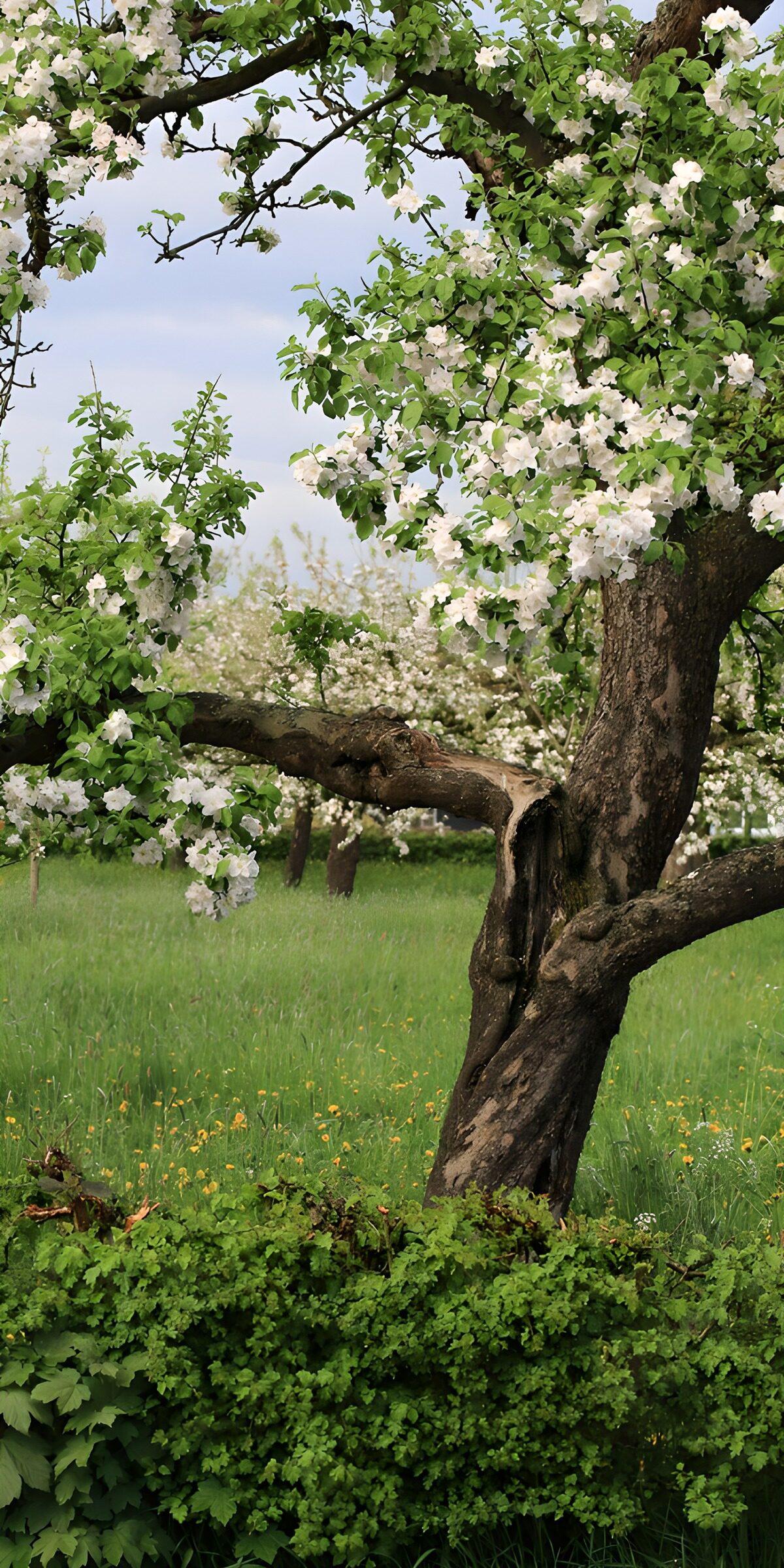 TPDE75101: Blühender Apfelbaum im Frühling