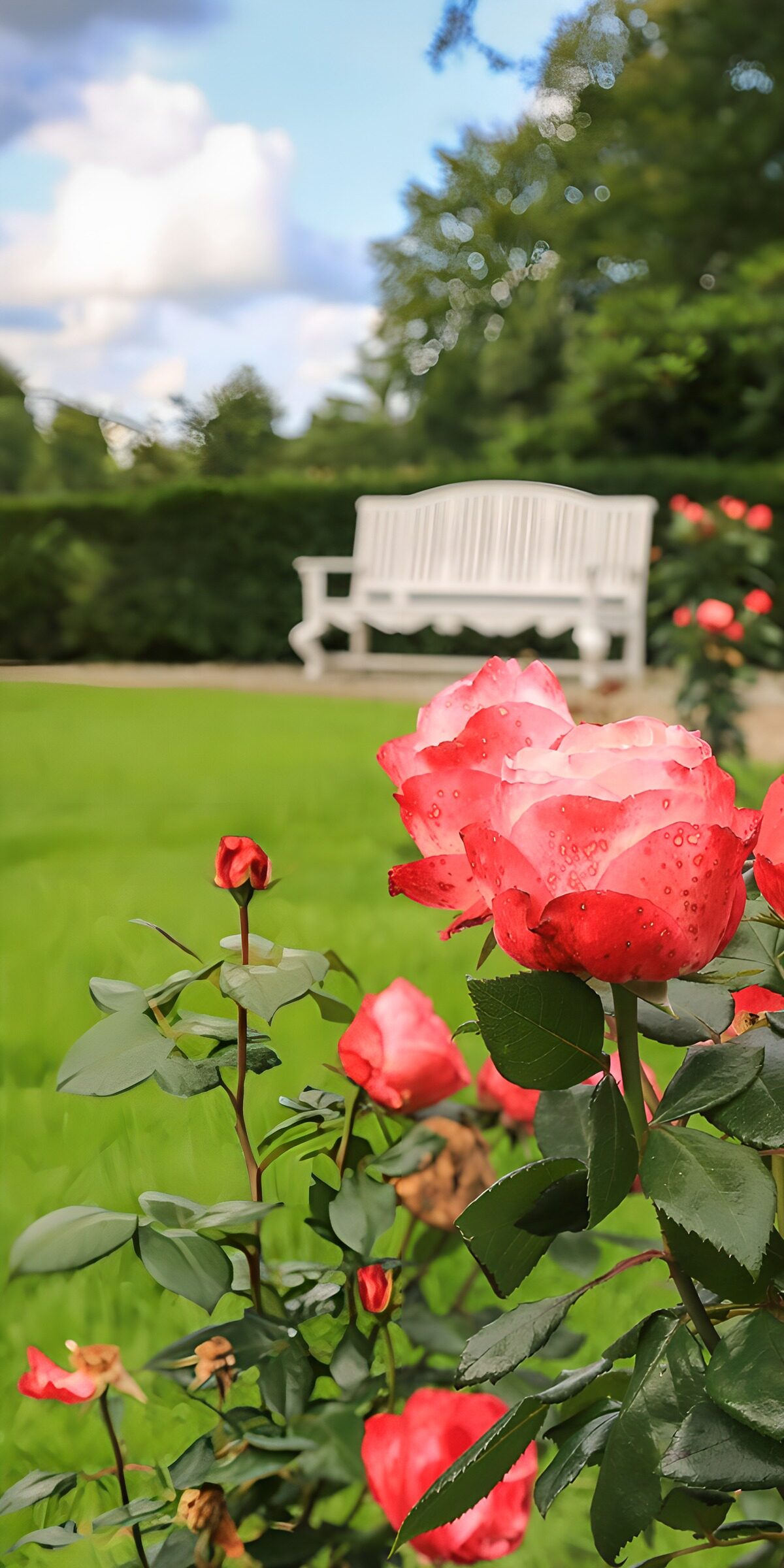 TPDE76799: Rosengarten mit weißer Bank