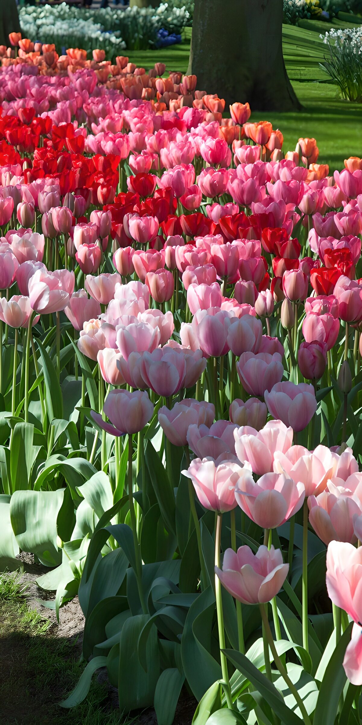 Blühendes Tulpenfeld im Frühling