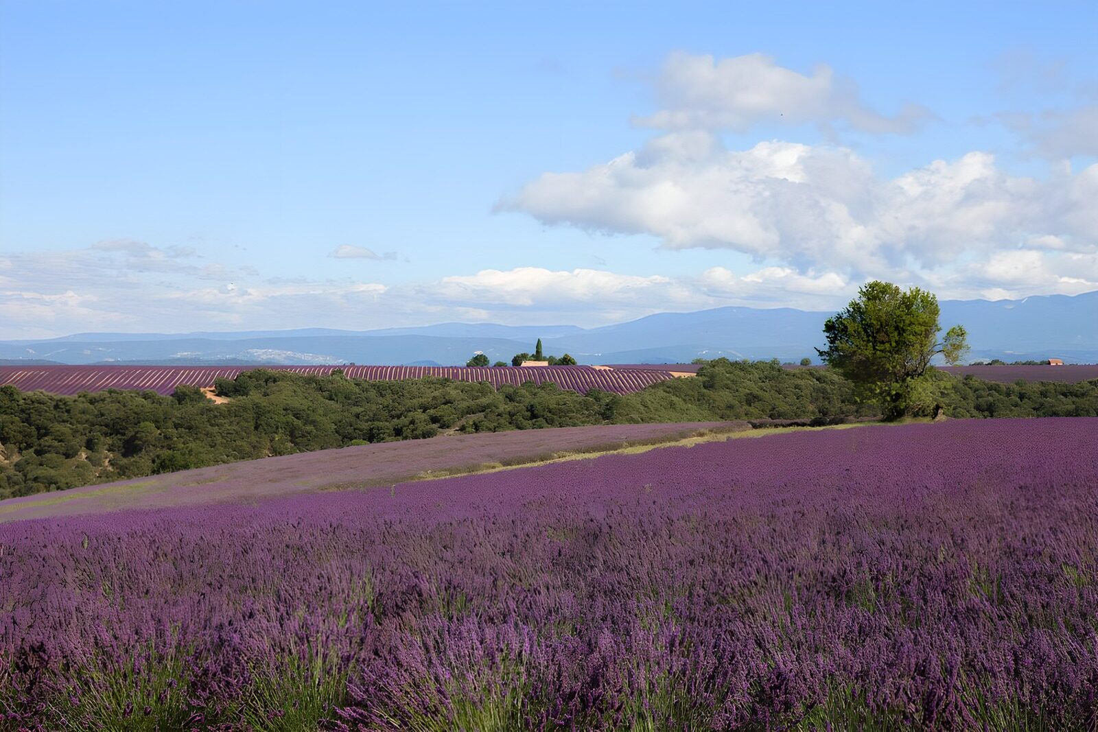 TPDE62758: Lavendel in der Provence, am Horizont ein Kirchturm