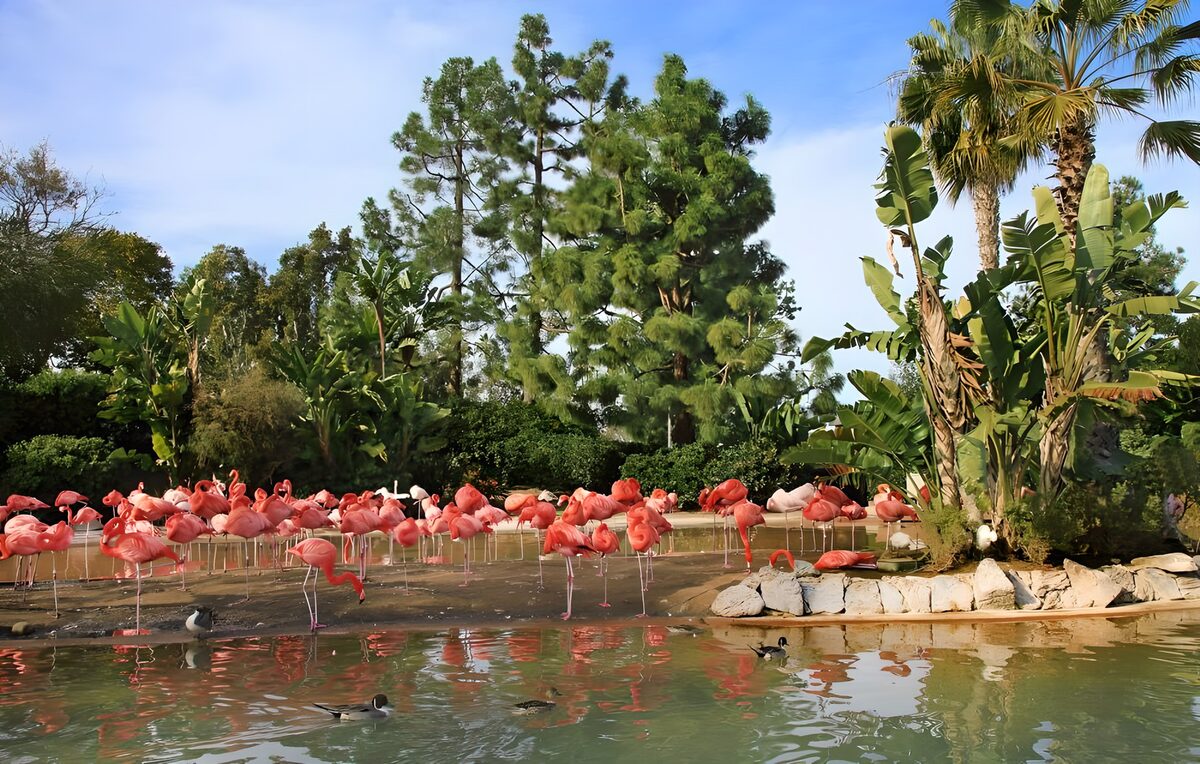 TPDE67657: rosafarbene Flamingos im Wasser 