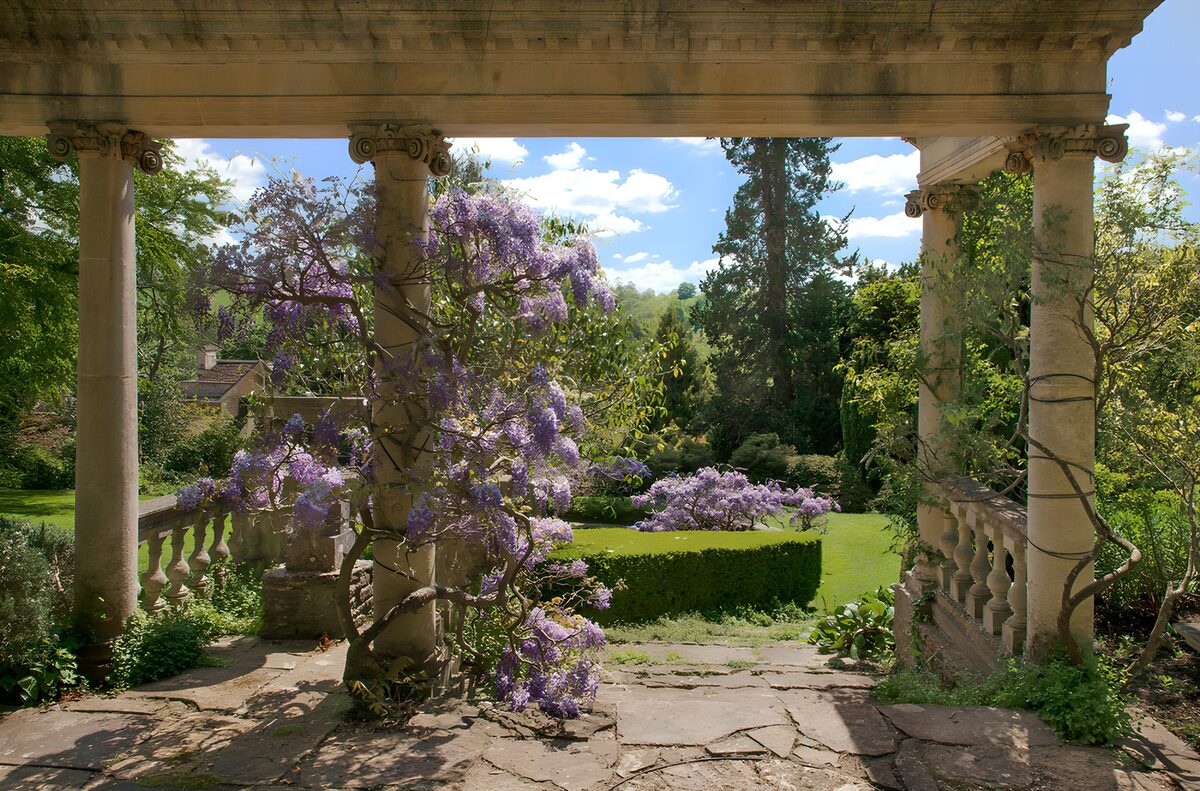 TPDE23124: Wisteria im sonnigen Garten