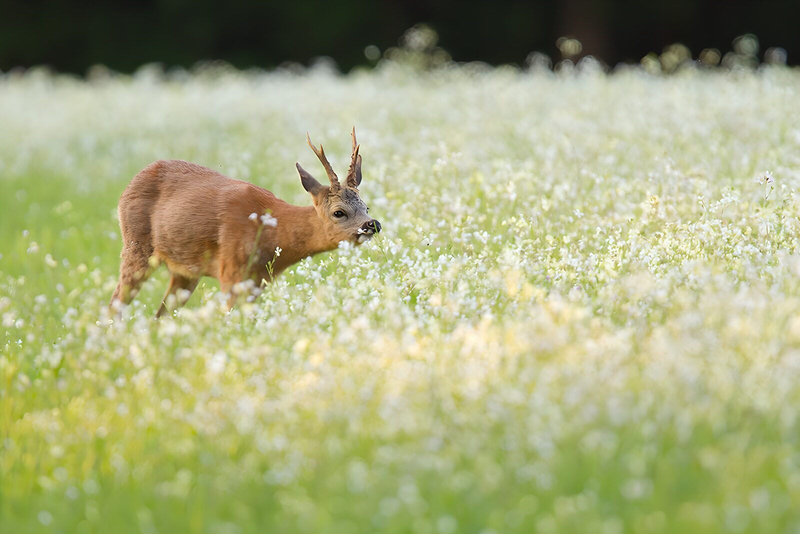 TPDE48241: Rehbock im blühenden Feld