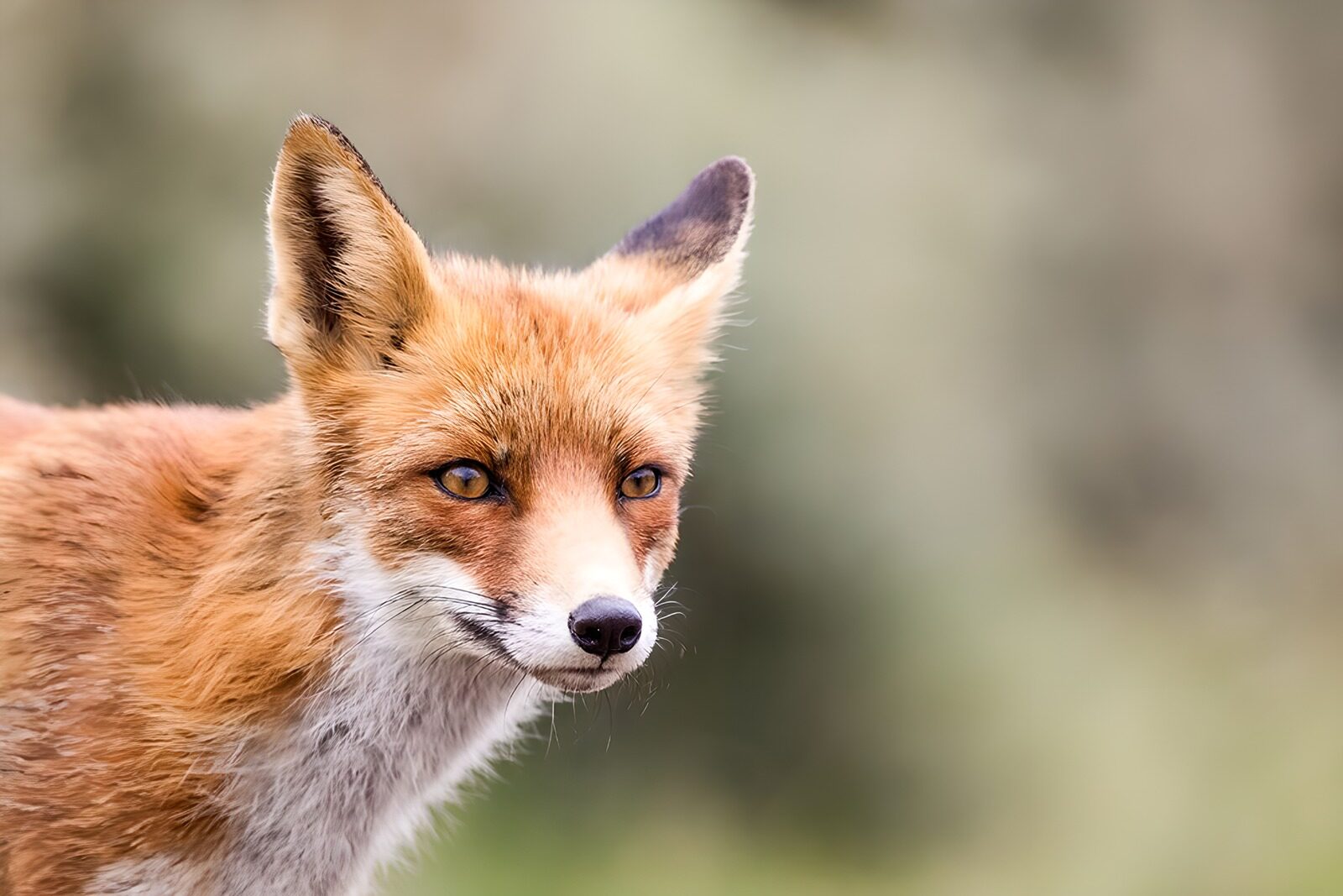 TPDE37441: ein brauner Fuchs, der Ausschau hält