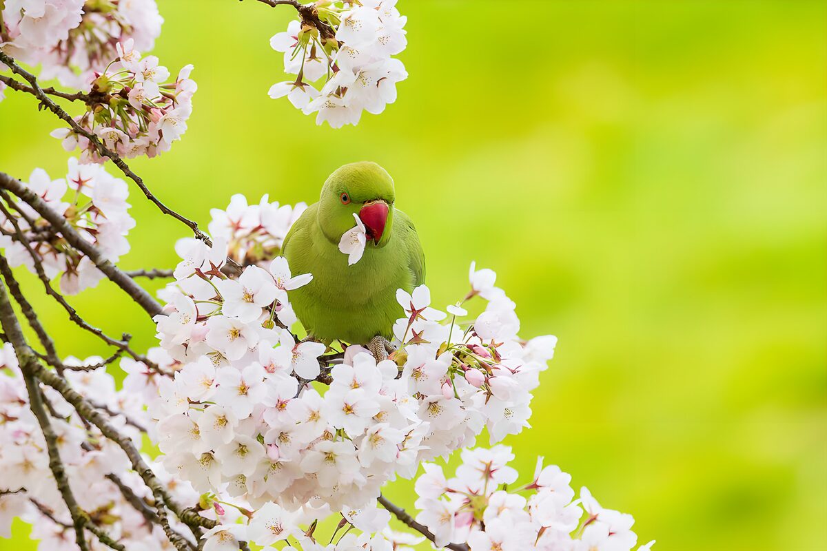 TPDE46346: Papagei zwischen Kirschblüten