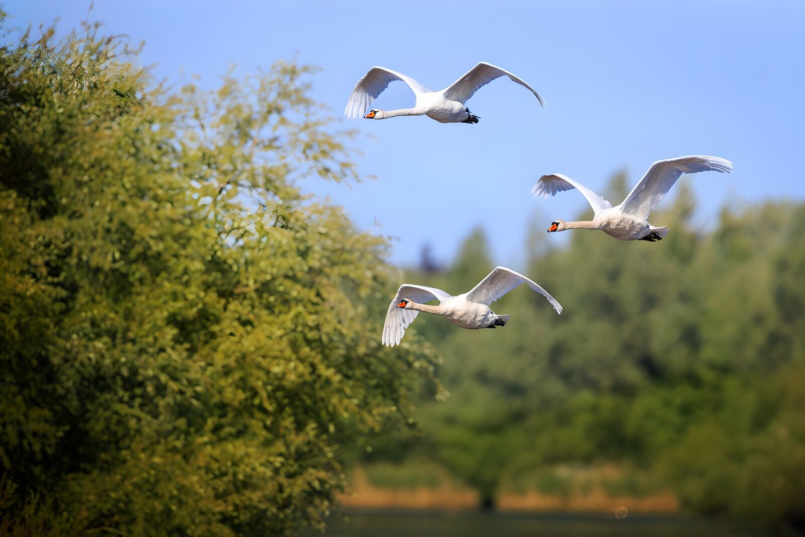 TPDE45931: Fliegende Schwäne über dem Wasser