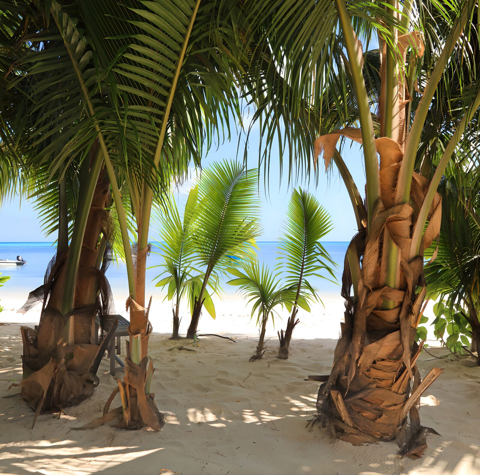 TPDE95535: Tropicales Paradies am Strand