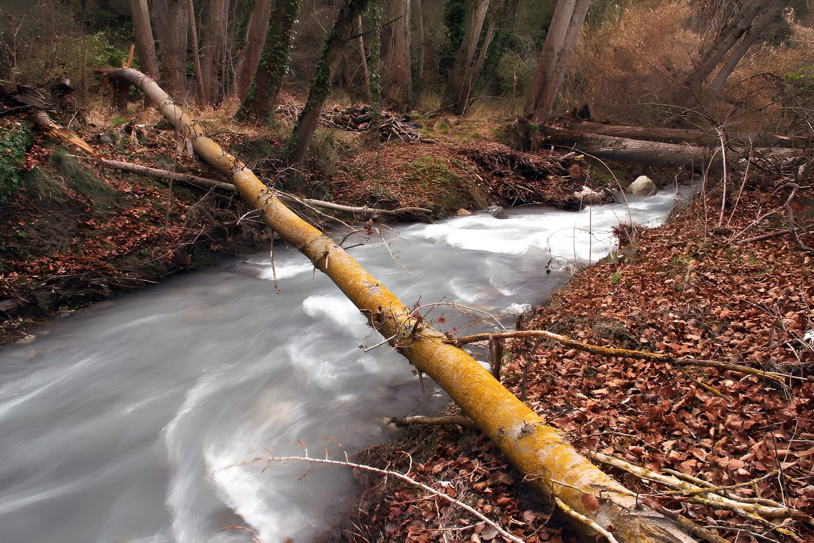 TPDE37461: schnellströmendes Wasser von einem Bach im Wald