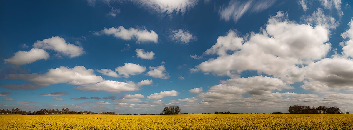 TPDE43275: Blühendes Rapsfeld unter blauem Himmel