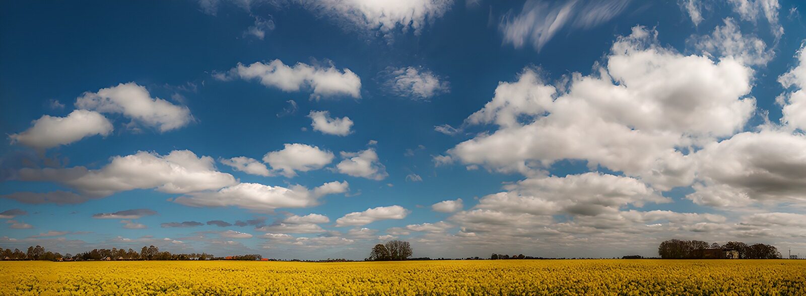 TPDE43275: Blühendes Rapsfeld unter blauem Himmel