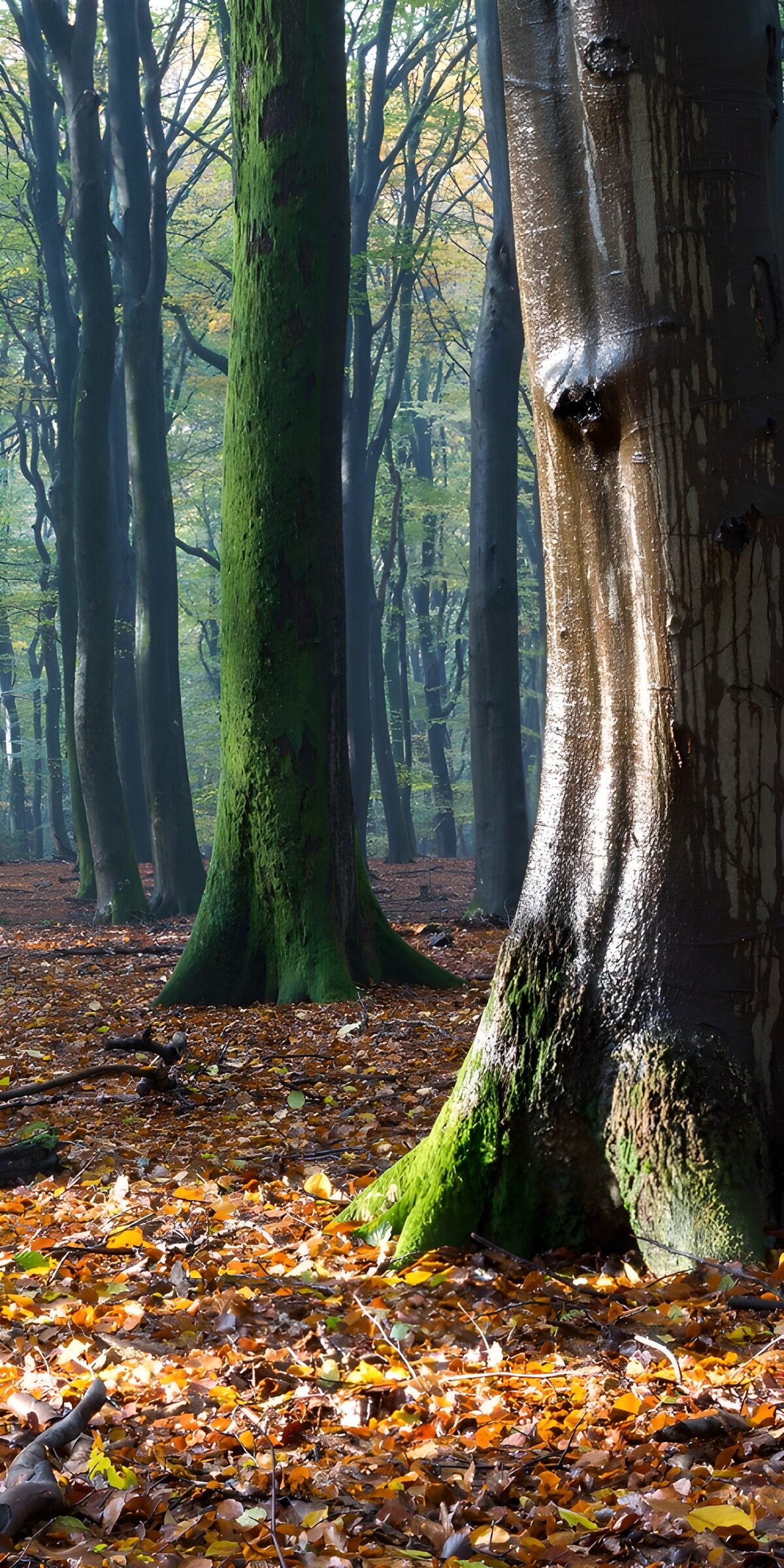 TPDE48088: Mystischer Wald im Herbstlicht