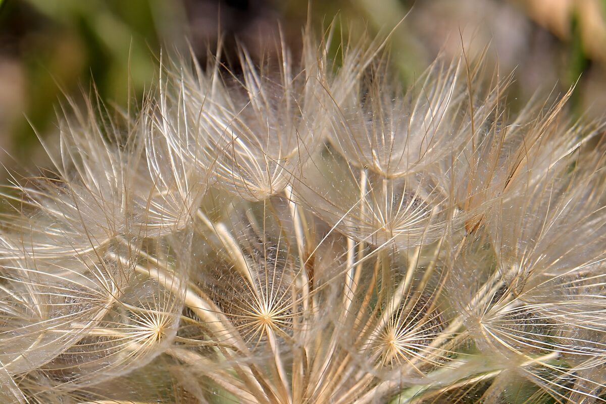  Flugsamen der Pusteblume