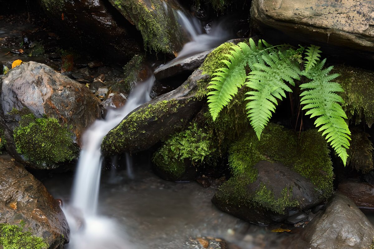 Farn wächst zwischen den Felsblöcken an einem Wasserfall