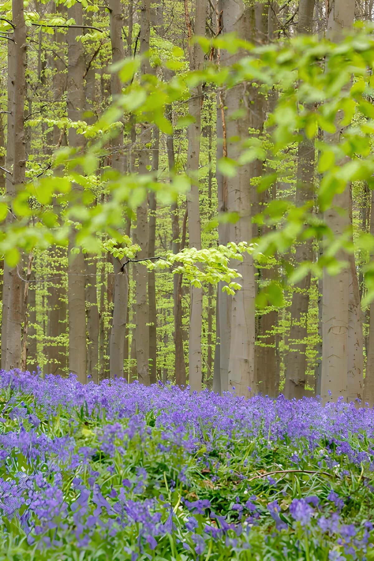 TPDE78031: Frühlingsblumen im Wald