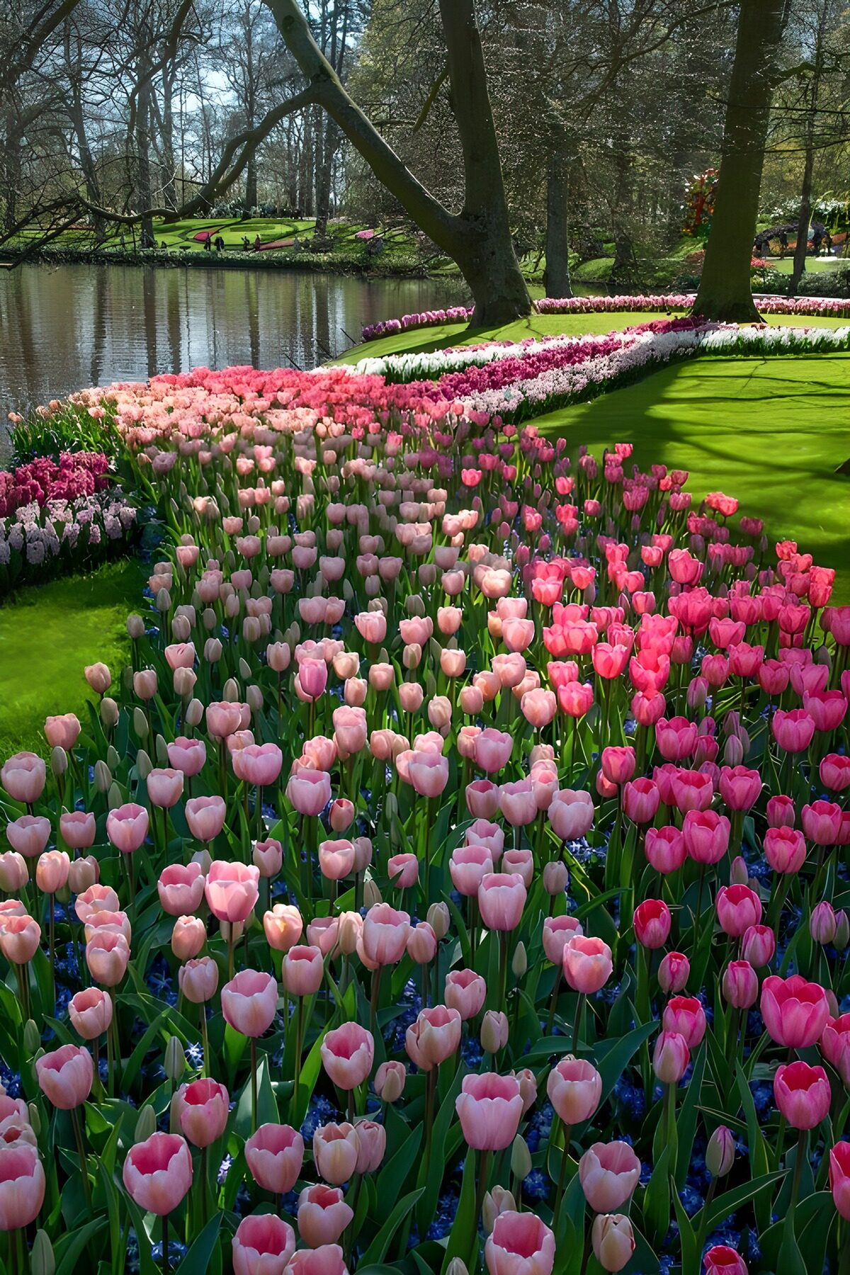 TPDE27670: Tulpenpracht am Teich