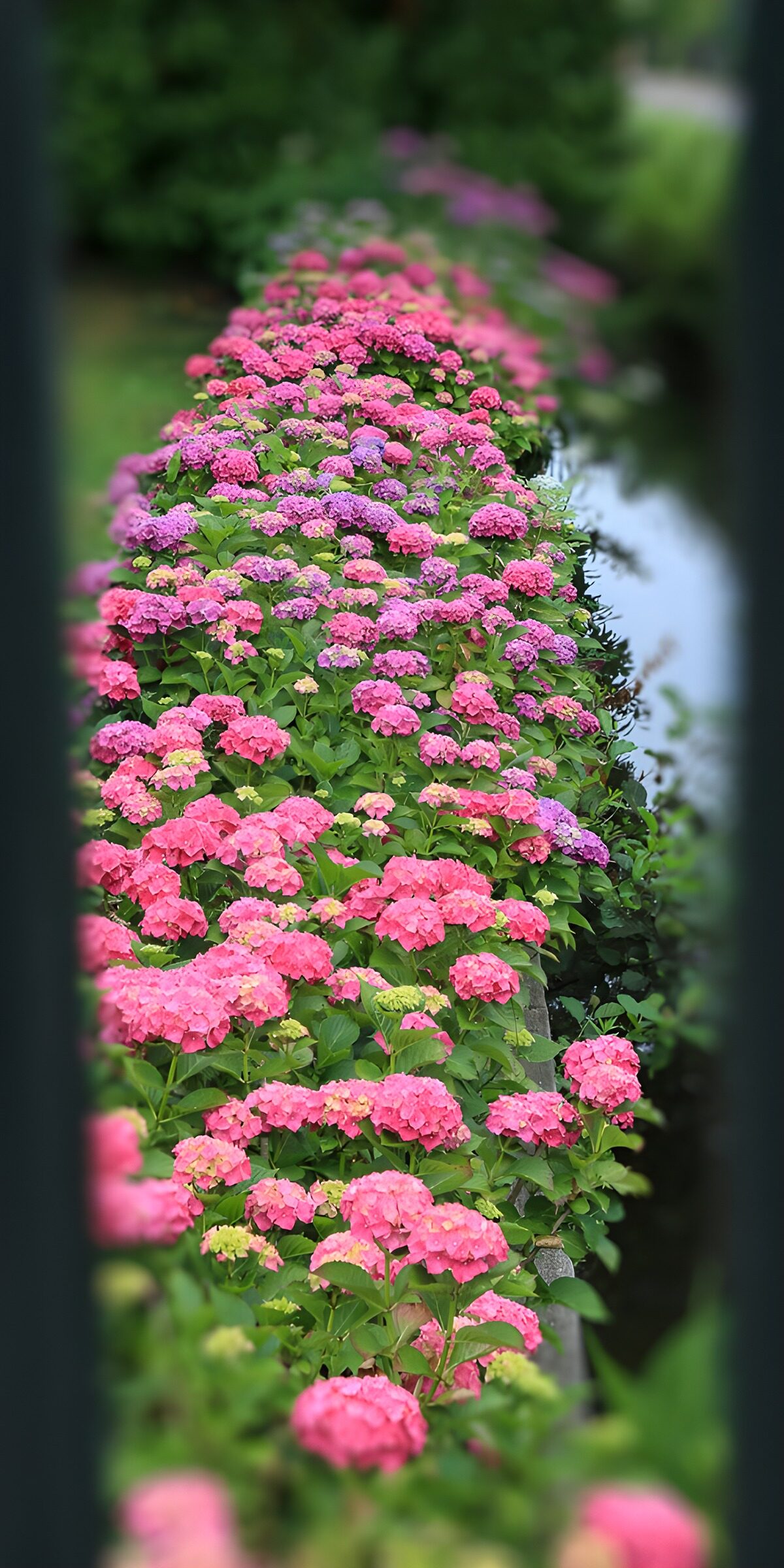 TPDE24696: Farbenfrohe Hortensien am Wasser