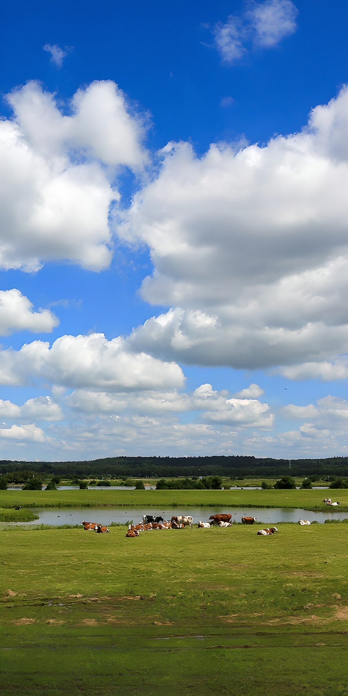 TPDE48852: Idylle auf der Weide unter blauem Himmel