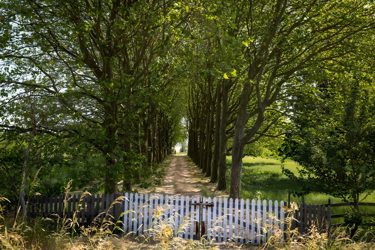 TPDE25046: Weg zwischen hohen Bäumen