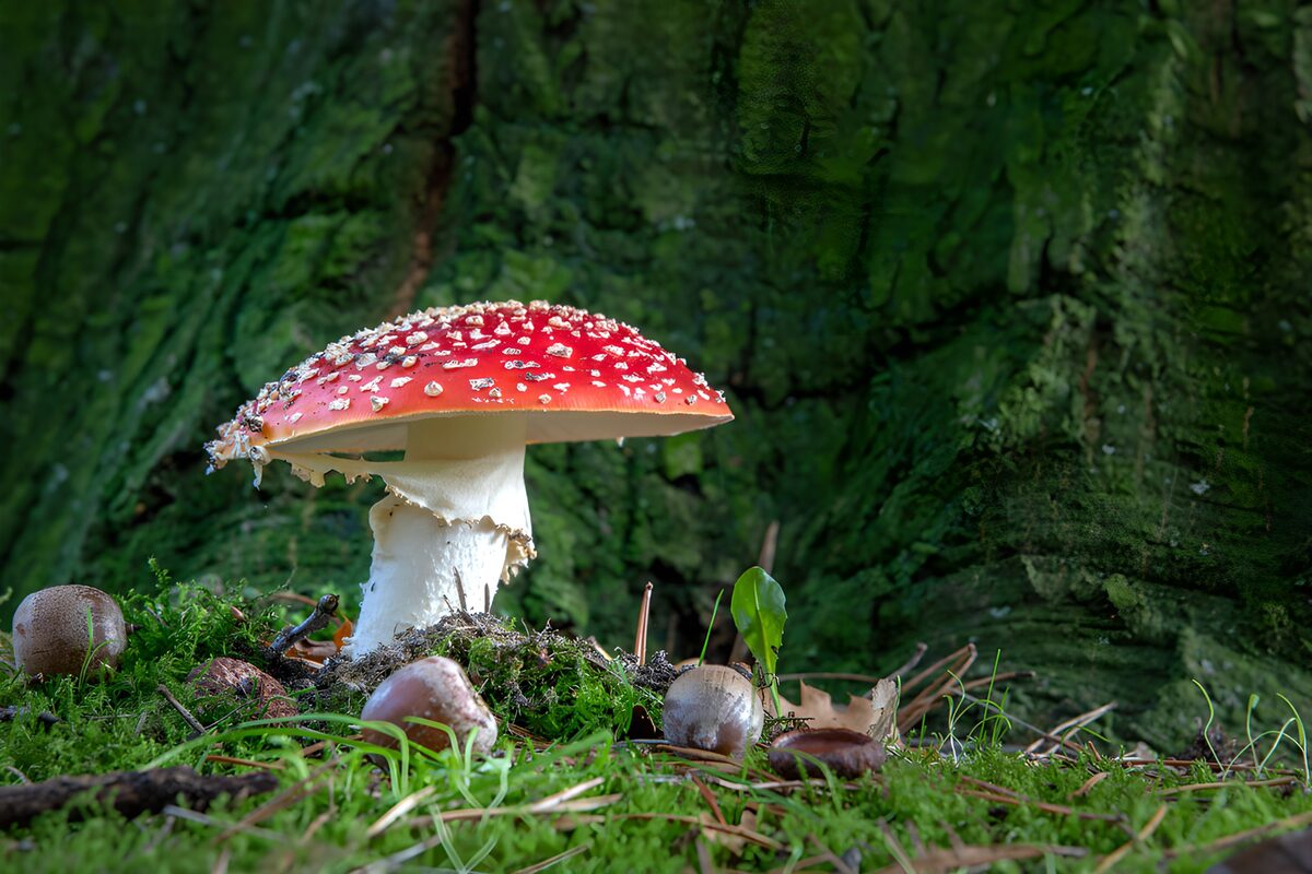 TPDE33131: Fliegenpilz in der Herbstlandschaft