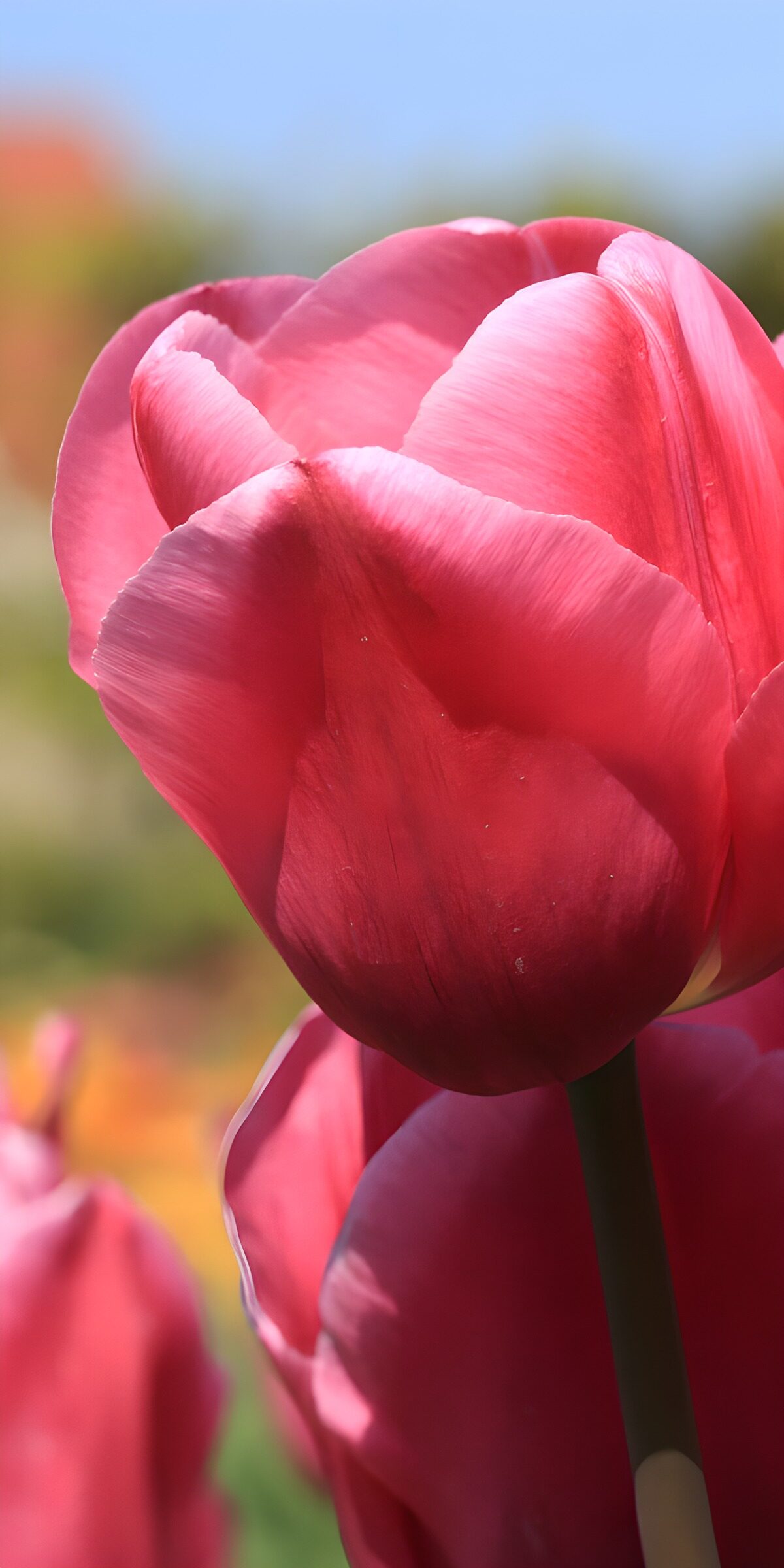 TPDE95024: Schöne rosa Tulpe im Sonnenlicht