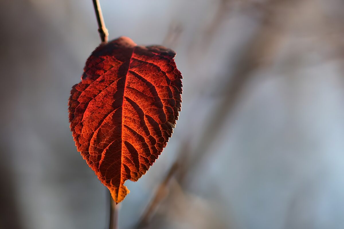 TPDE94390: rotes Blatt von einem Strauch