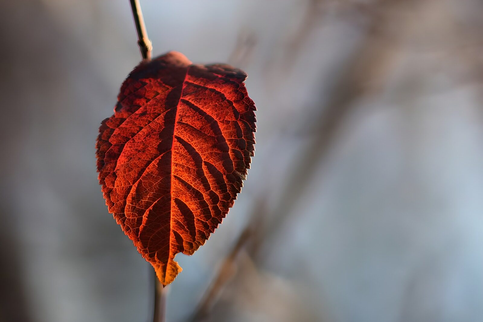 TPDE94390: rotes Blatt von einem Strauch