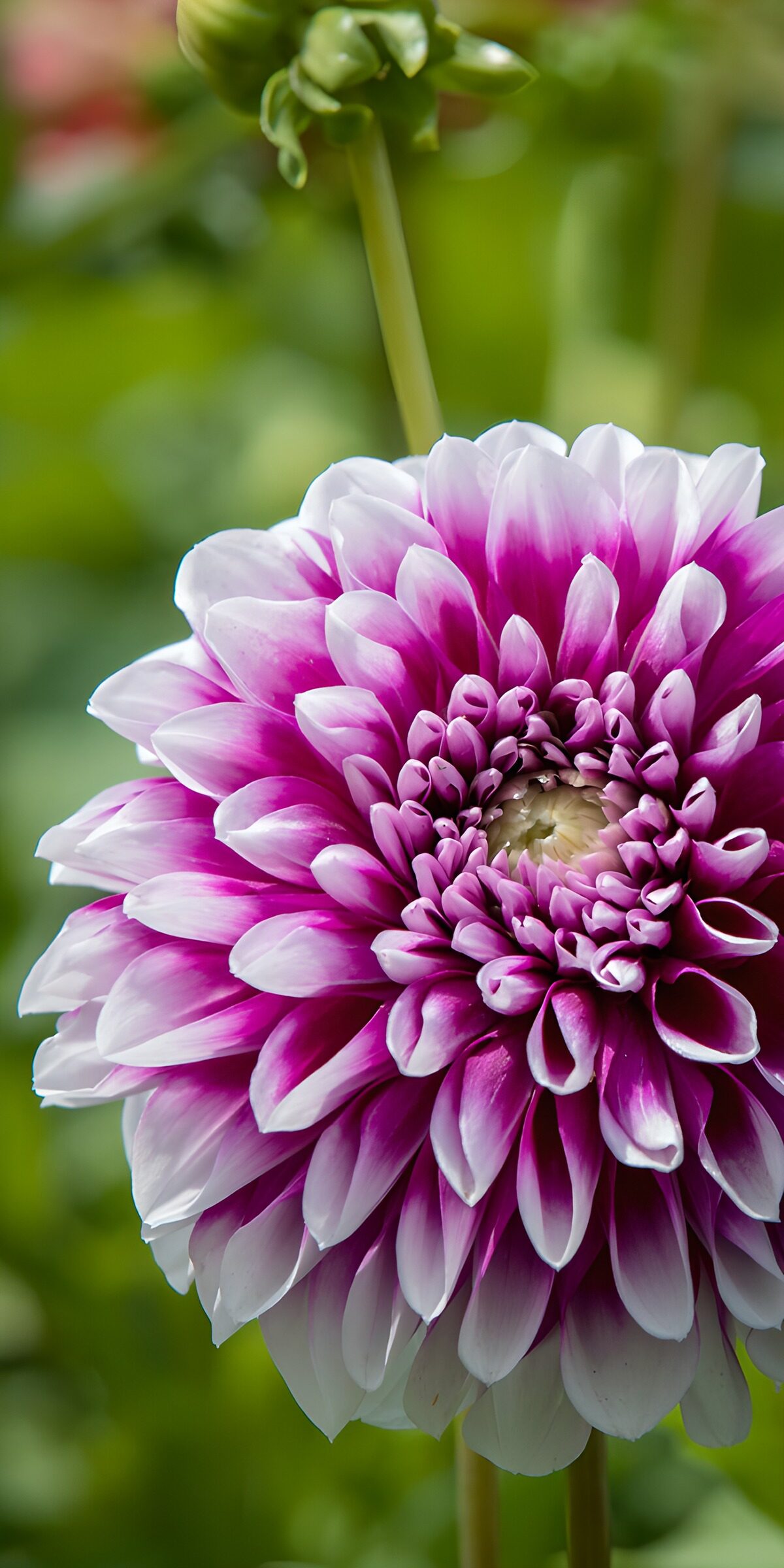 TPDE42578: Wunderschöne Dahlie in lebhaften Farben