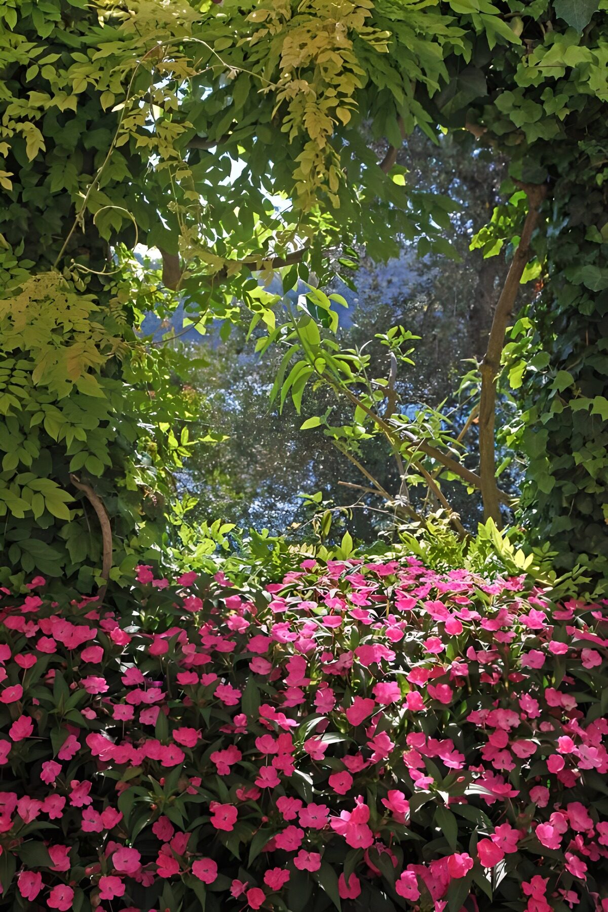 TPDE60115: rosarote und blaue Blüten in der Wildnis
