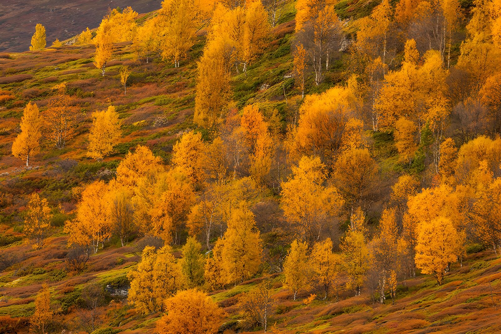 TPDE78138: Herbstliche Farbenpracht in der Natur