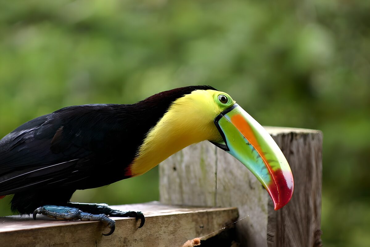 TPDE61386: Tukan auf einem Zaun in Costa Rica