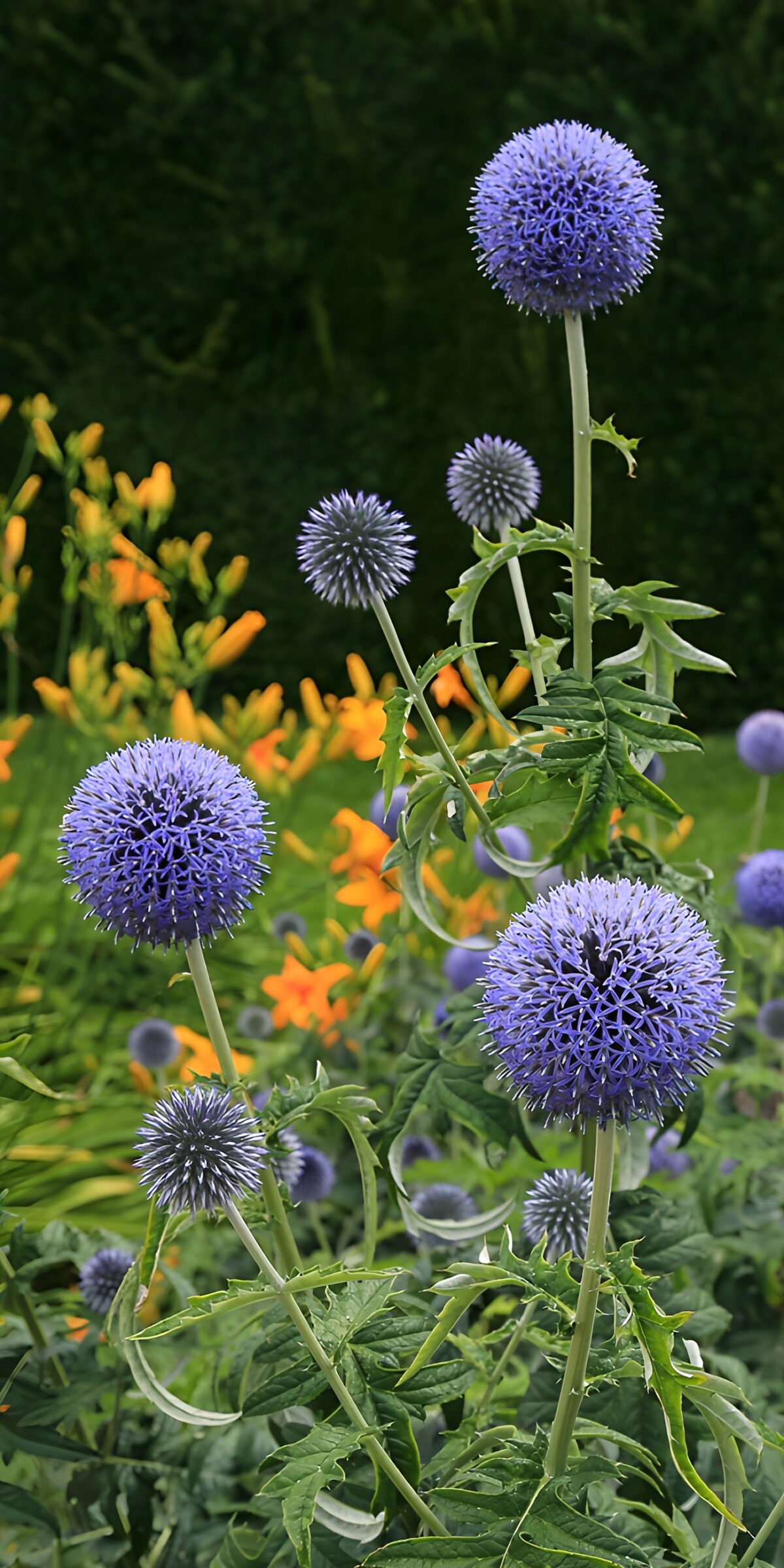 TPDE19570: Blaue Kugelblumen im Garten