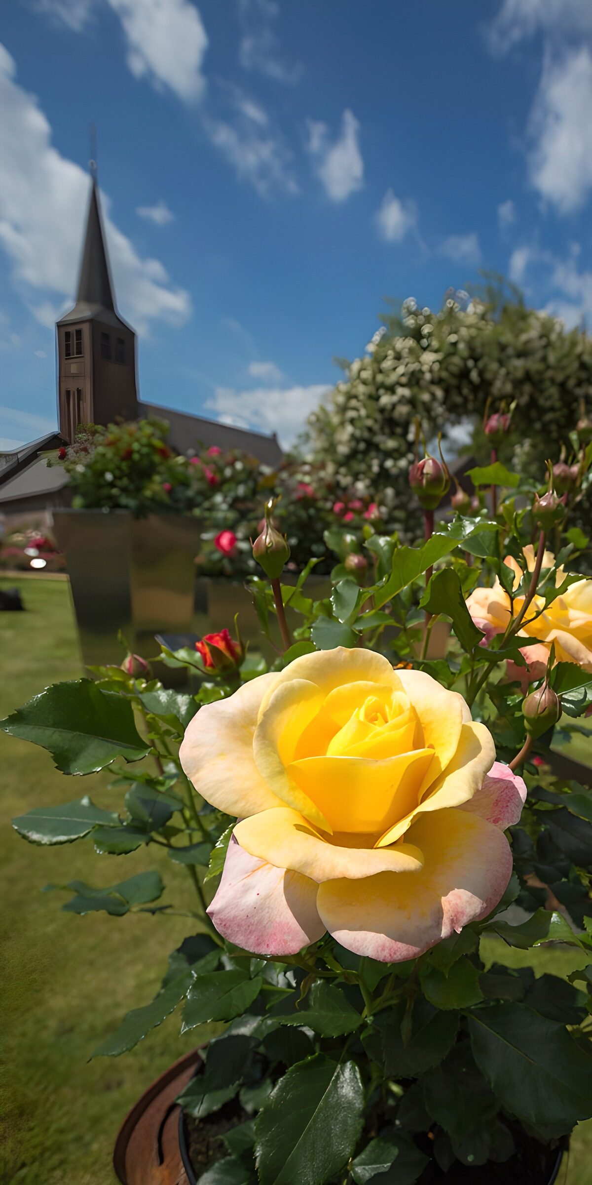 TPDE20272: Gelbe Rose im Frühjahr mit Kirche