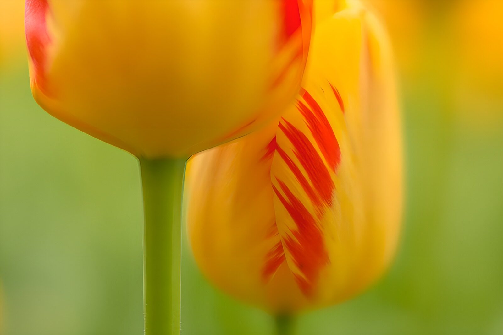 TPDE56799: Bunte Tulpen mit rot-gelben Blütenblättern