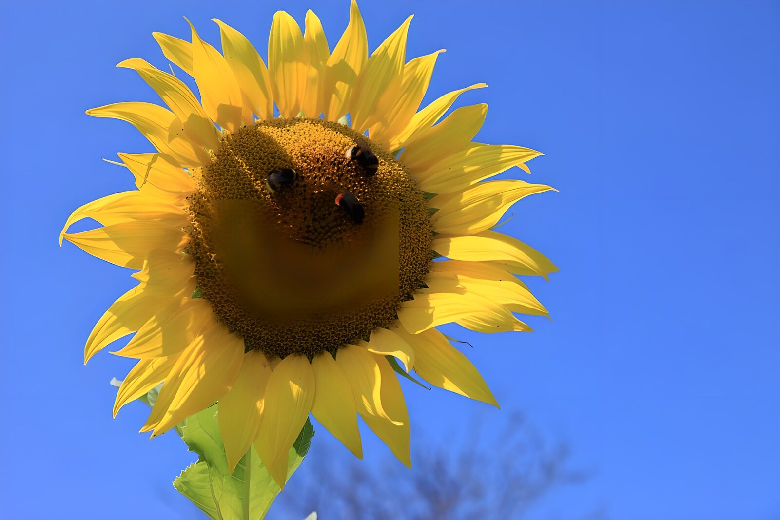 TPDE27428: 3 Bienen auf einer Sonnenblume