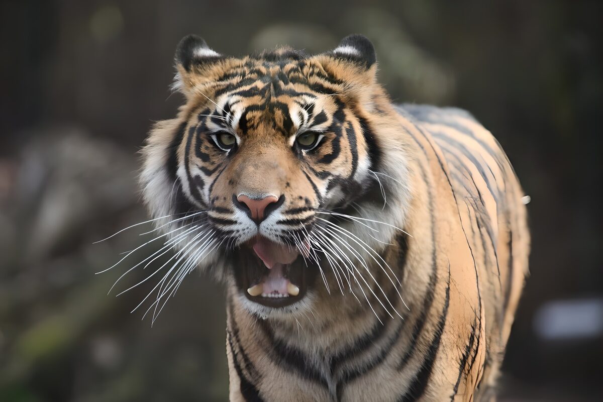 ein brüllender Tiger warnt vor Gefahr
