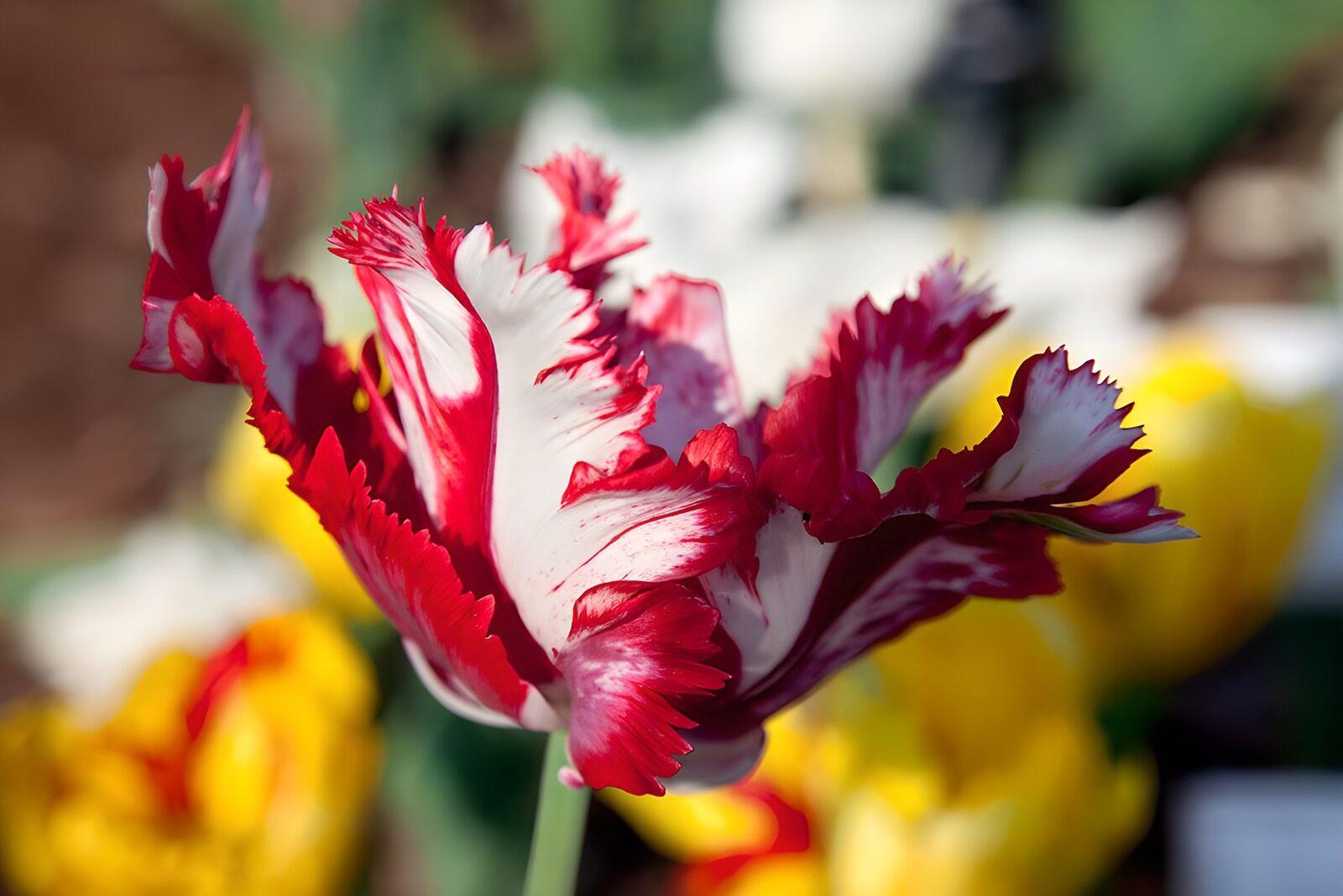 TPDE38940:  gefranste Tulpe in rosa und roter Farbe