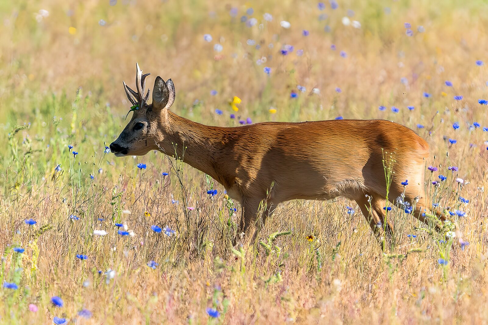 TPDE30165: Reh im blühenden Feld