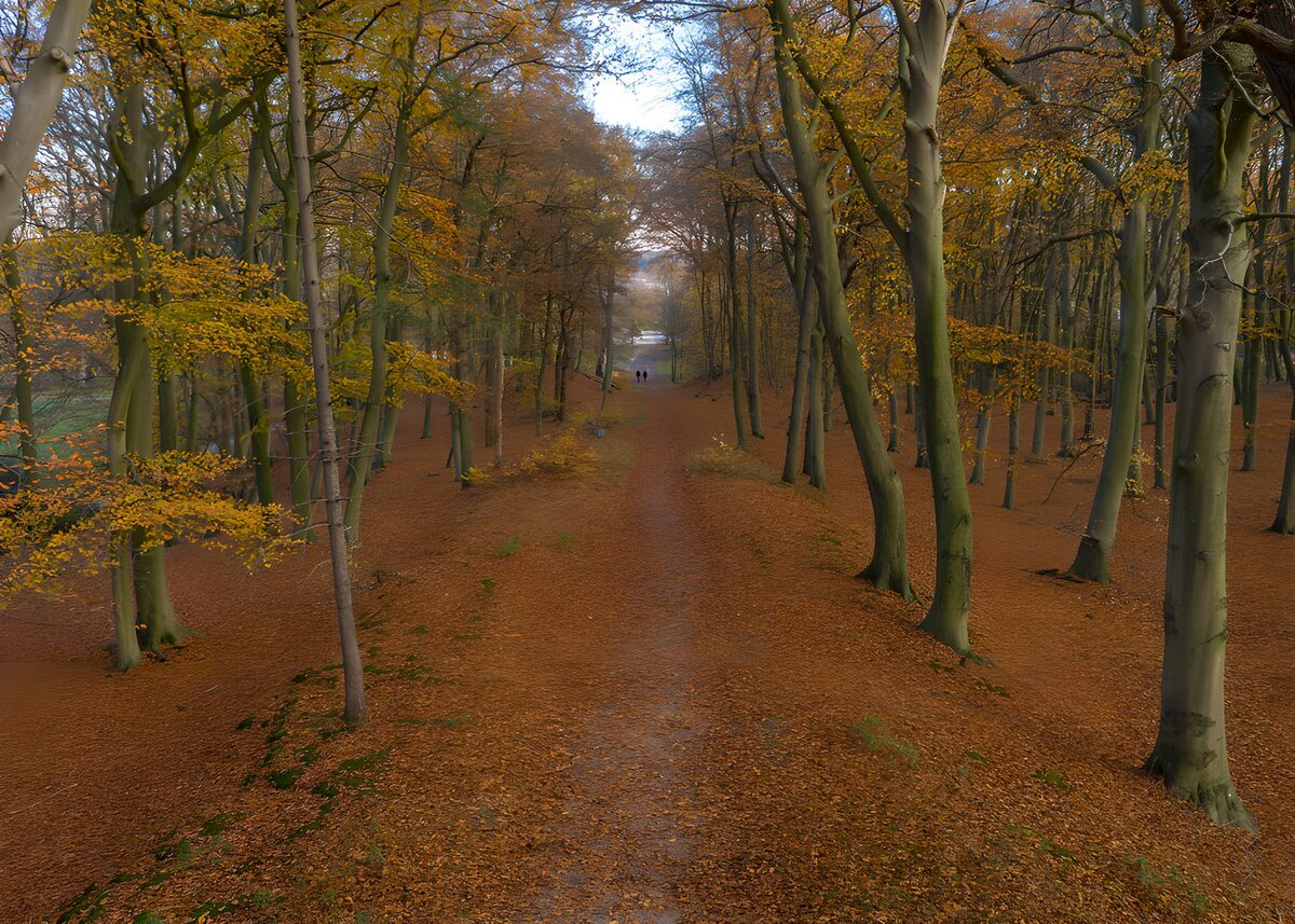TPDE93397: Herbstlicher Waldweg im Lichte