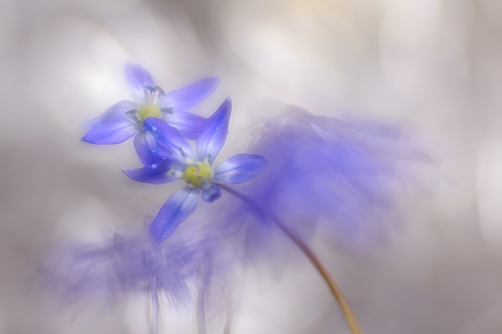 TPDE35597: Zarte blaue Blüten im Lichtspiel