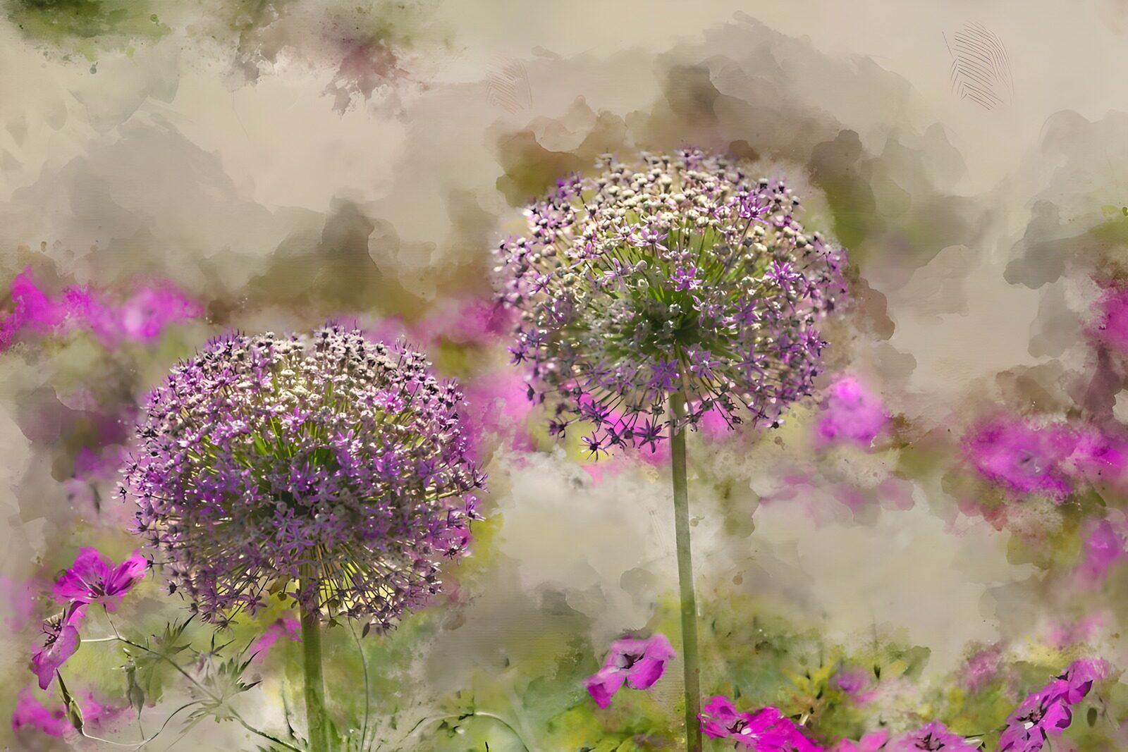 TPDE84476: Schöne lila Blumen im sanften Licht