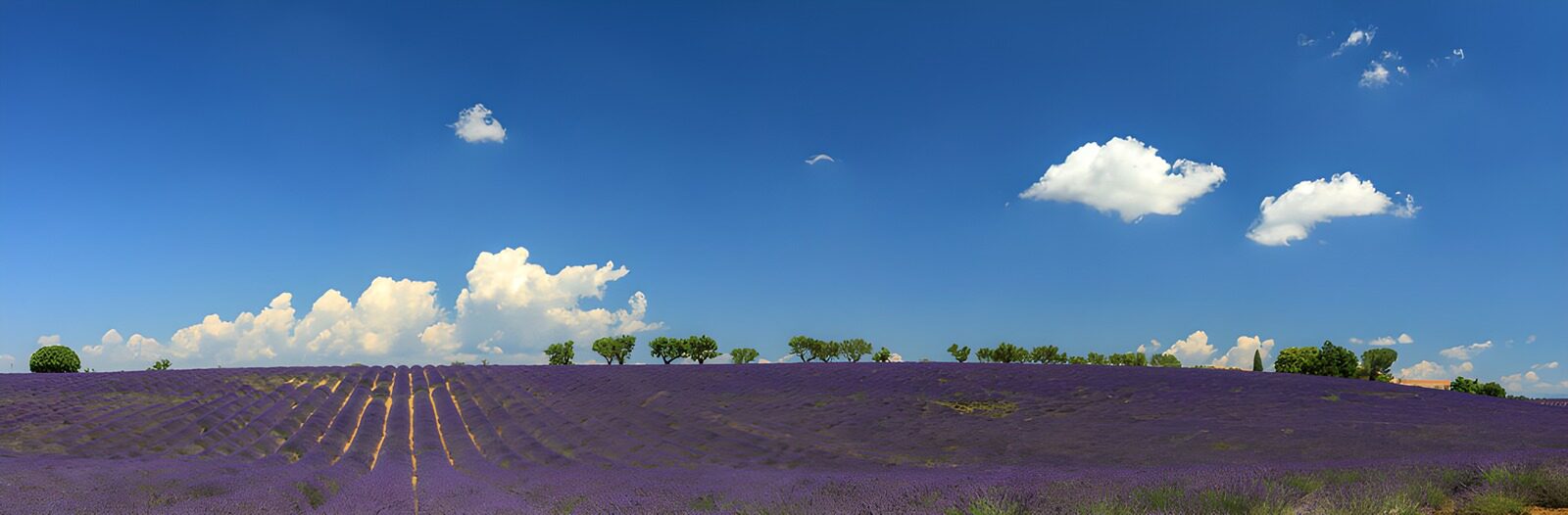 TPDE29955: Lavendelfelder unter blauem Himmel
