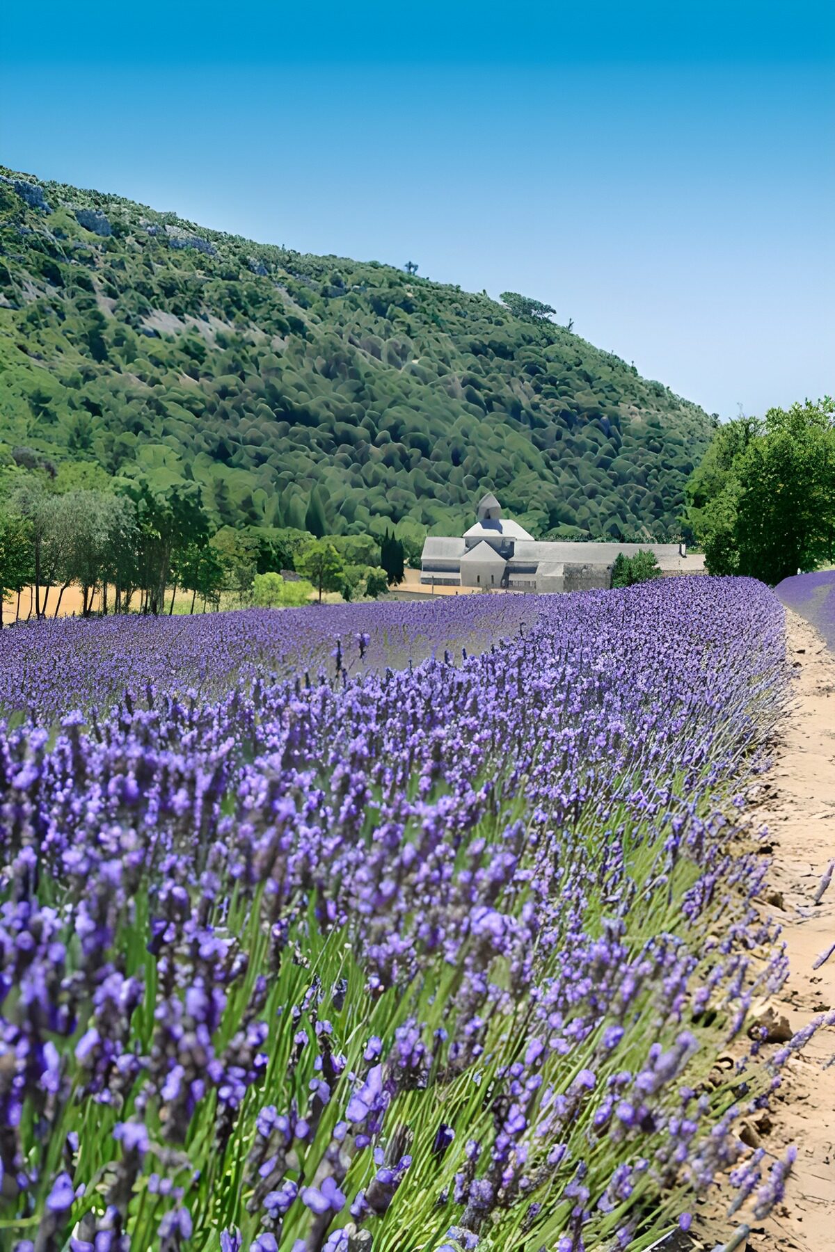 TPDE24756: aufsteigende und verästelte Zweige vom Lavendel