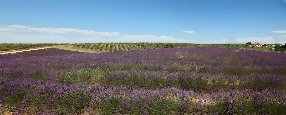 TPDE59358: beeindruckendes leuchtendes Lavendelfeld und am Horizont Olivenbäume