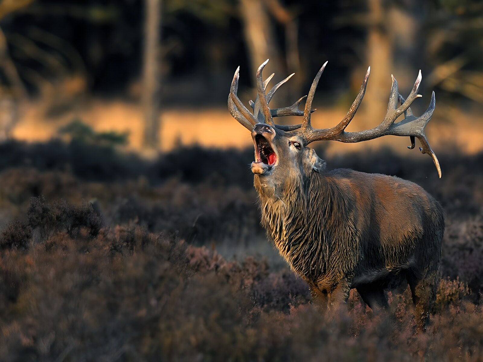 TPDE73002: Brunftruf von einem Hirsch