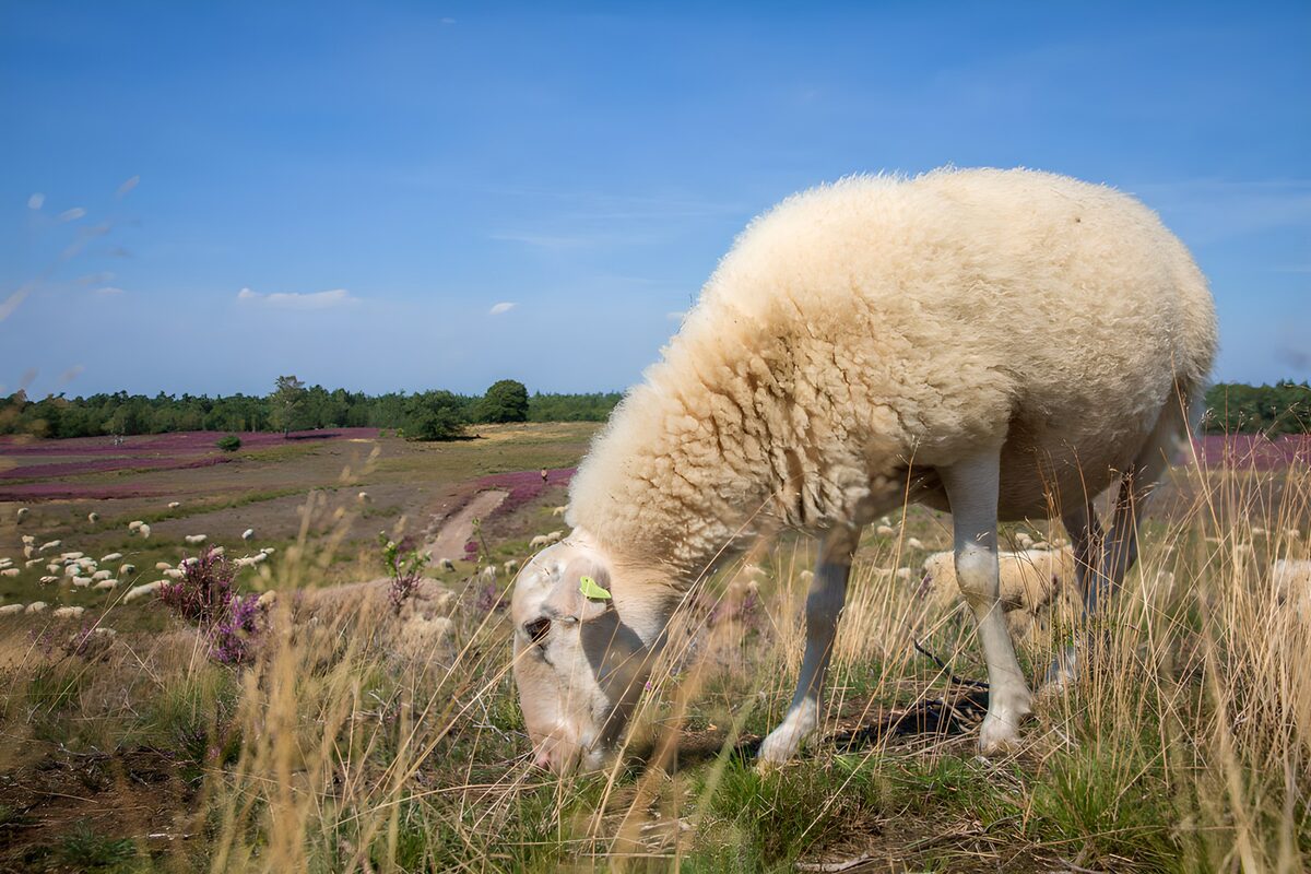 TPDE51336: Schaf auf blühender Heide